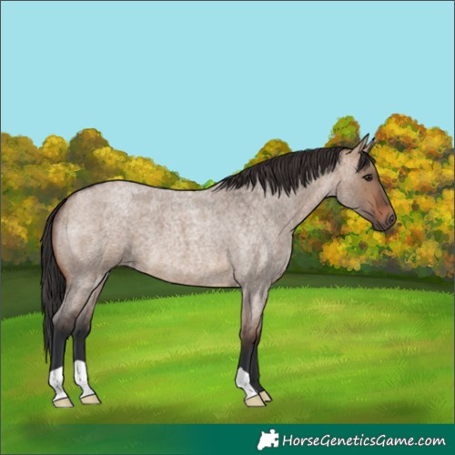 Horse Color:Brown Roan Dun 