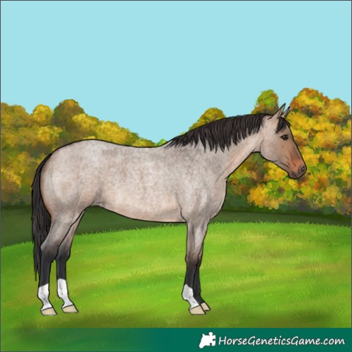 Horse Color:Brown Roan Dun 