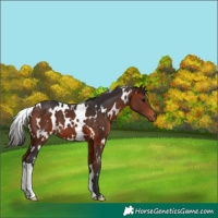 Horse Color:White Spotted Bay 
