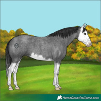 Horse Color:Blue Roan Splash 