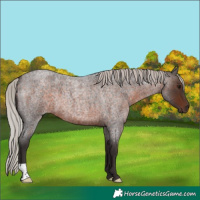 Horse Color:Silver Brown Roan 