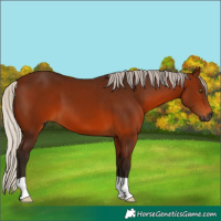 Horse Color:Gray Silver Bay