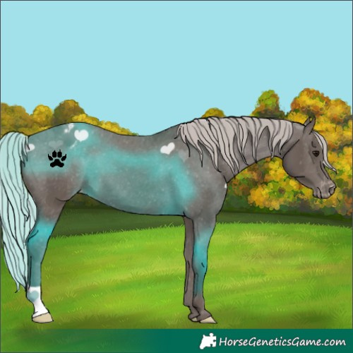 Horse Color:Silver Black Appaloosa 