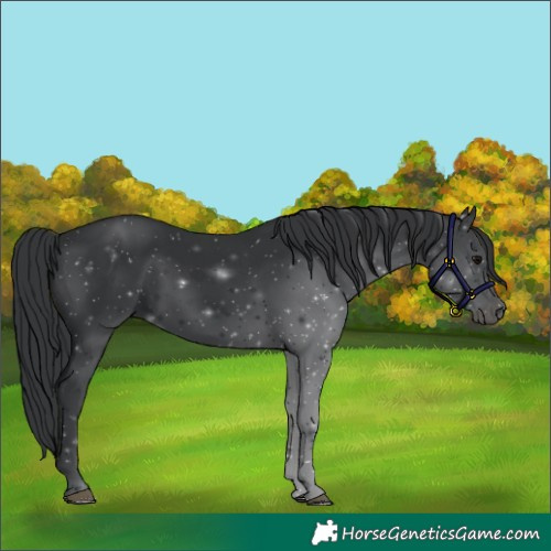 Horse Color:Black 