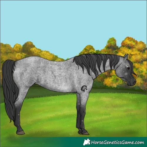 Horse Color:Blue Roan 