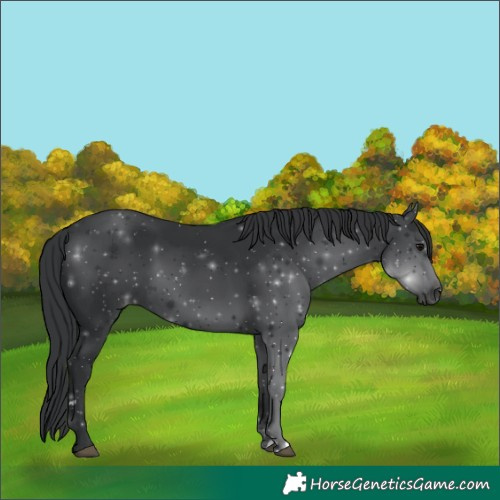 Horse Color:Black 