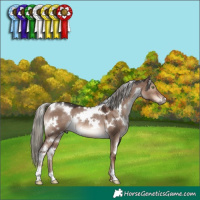 Horse Color:White Spotted Liver Red Dun Mushroom Rabicano