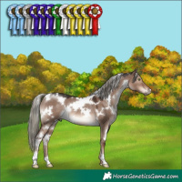 Horse Color:White Spotted Liver Red Dun Mushroom Rabicano 