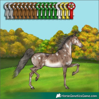 Horse Color:White Spotted Liver Red Dun Mushroom Rabicano Brindle 