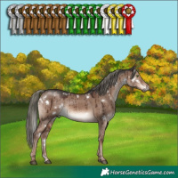 Horse Color:White Spotted Liver Red Dun Mushroom Rabicano Brindle