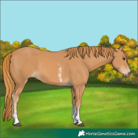 Horse Color:Chestnut Sabino
