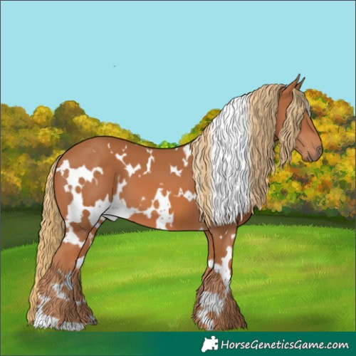 Horse Color:White Spotted Chestnut 
