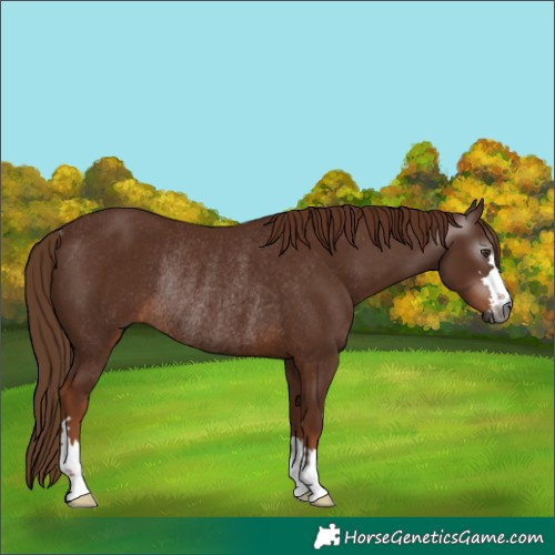 Horse Color:Gray Chestnut Rabicano 