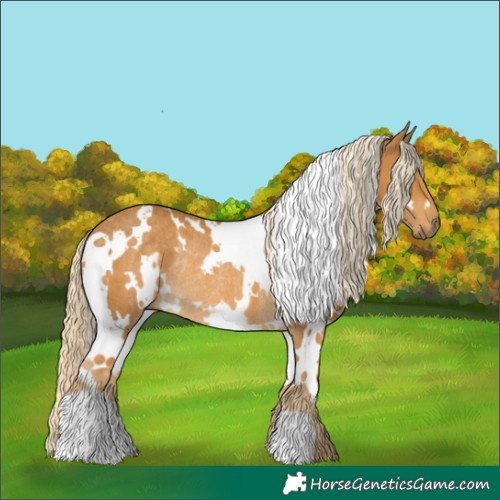 Horse Color:White Spotted Palomino Rabicano 