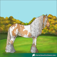 Horse Color:White Spotted Palomino Rabicano