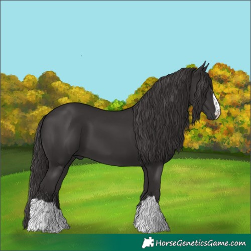 Horse Color:Smoky Black 