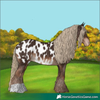 Horse Color:Liver Chestnut Appaloosa