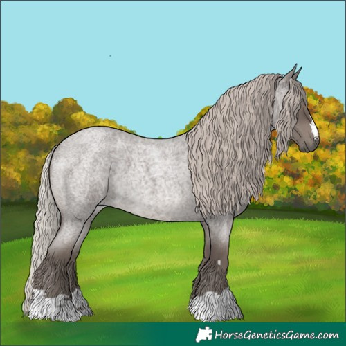 Horse Color:Silver Blue Roan 