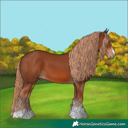Horse Color:Chestnut 