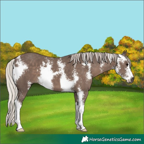 Horse Color:Silver Black Sabino 