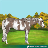 Horse Color:Silver Black Sabino