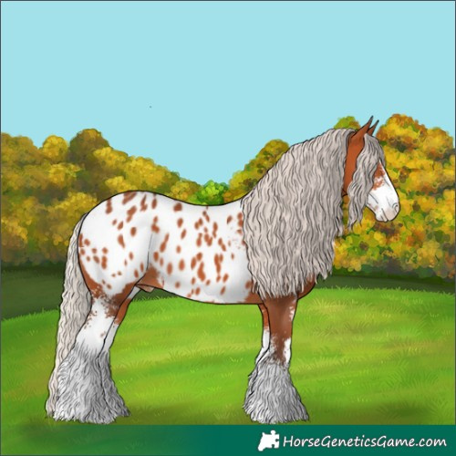 Horse Color:Silver Bay Sabino Appaloosa 
