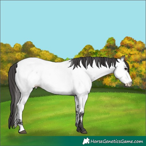 Horse Color:Grullo Roan Appaloosa 