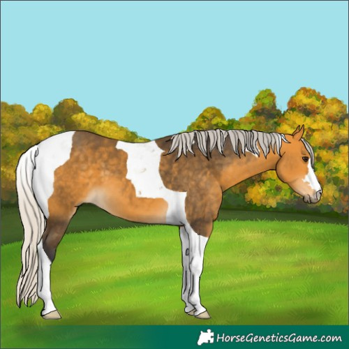 Horse Color:Silver Buckskin Tobiano 