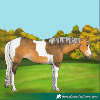 Horse Color:Silver Buckskin Tobiano