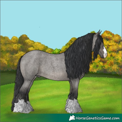 Horse Color:Grullo Roan 