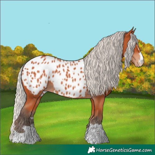 Horse Color:Silver Bay Appaloosa 