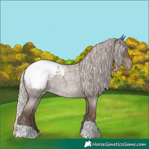 Horse Color:Silver Blue Roan Appaloosa 