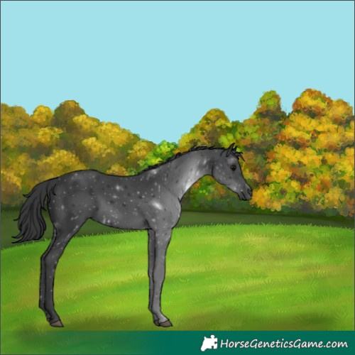 Horse Color:Black 