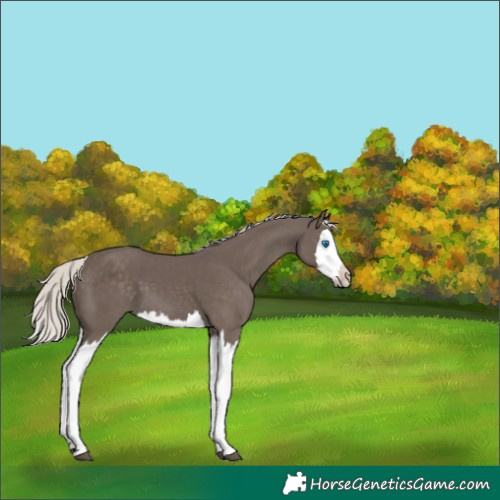 Horse Color:Silver Black Splash 