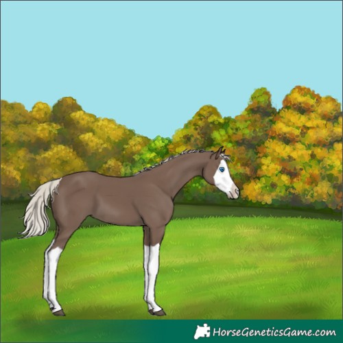 Horse Color:Silver Black Splash 