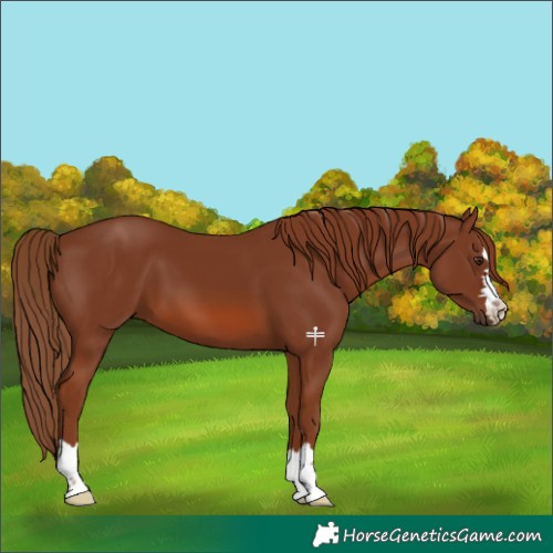 Horse Color:Chestnut 