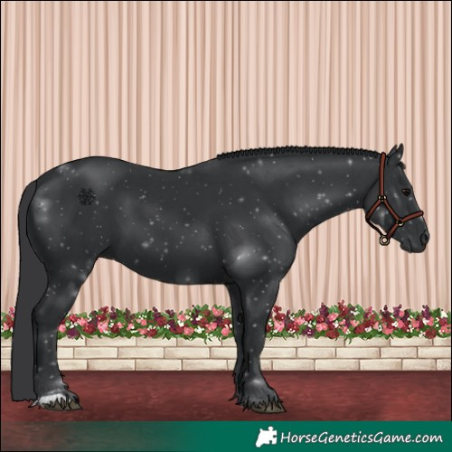 Horse Color:Black 