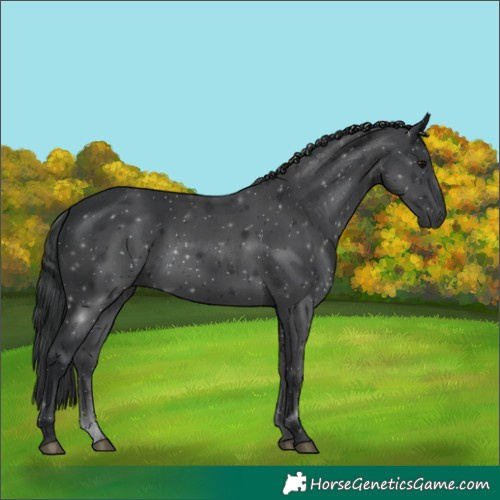 Horse Color:Black 