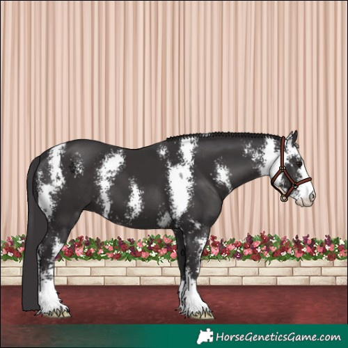 Horse Color:Smoky Black Sabino 