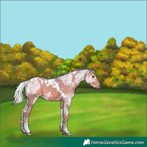 Horse Color:Watercolor White Spotted Silver Black Ice 