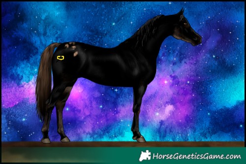 Horse Color:Void Red Dun Appaloosa Rabicano 
