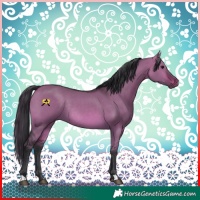 Horse Color:Brown Dun Rabicano 