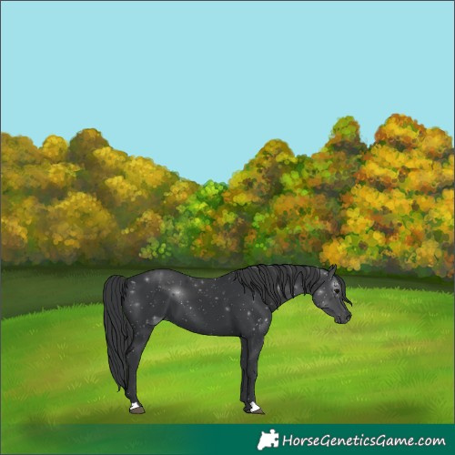 Horse Color:Black 