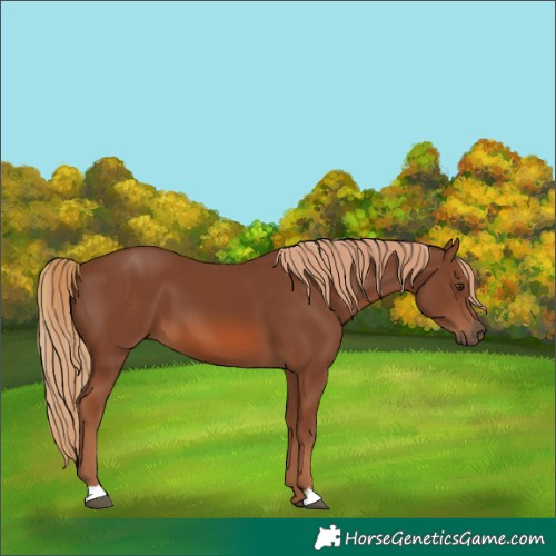 Horse Color:Chestnut 