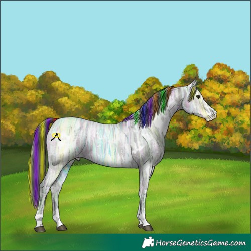 Horse Color:Painted White Spotted Grullo Ice Appaloosa 
