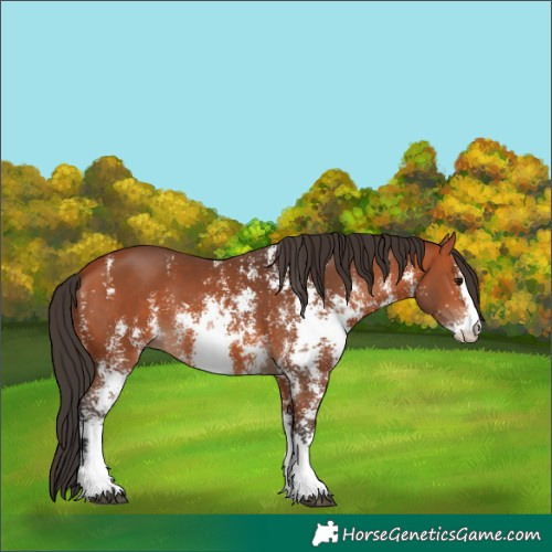 Horse Color:Bay Sabino 
