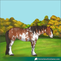Horse Color:Bay Sabino 