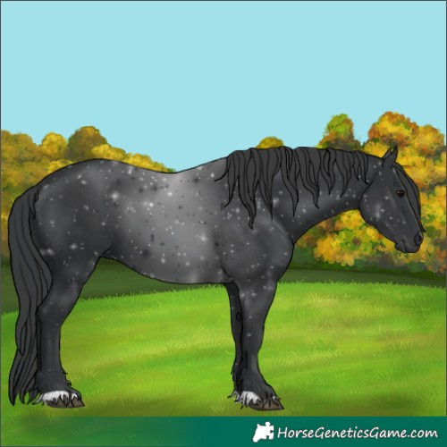 Horse Color:Black 