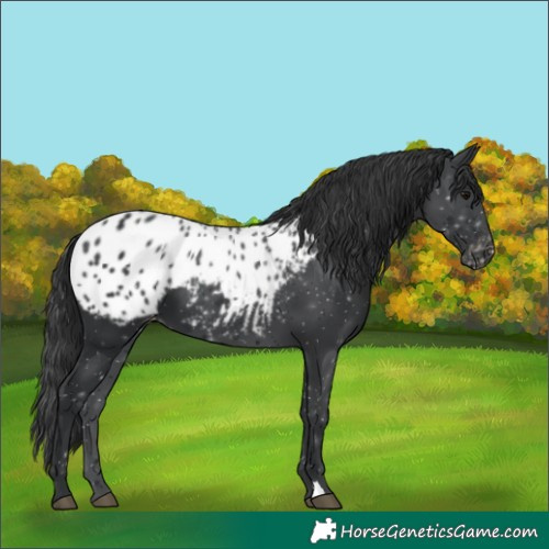 Horse Color:Black Blanket
