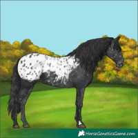 Horse Color:Black Appaloosa 